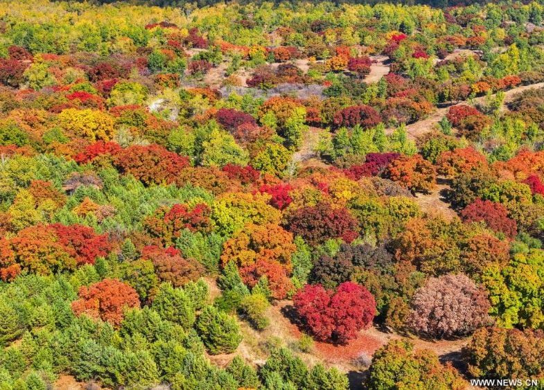 فصل الخريف يرسم لوحات بديعة على حدائق ومتنزهات الصين (1) فصل الخريف يرسم لوحات بديعة على حدائق ومتنزهات الصين (1)