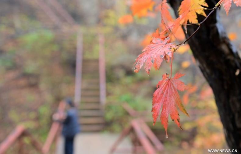 فصل الخريف يرسم لوحات بديعة على حدائق ومتنزهات الصين (3) فصل الخريف يرسم لوحات بديعة على حدائق ومتنزهات الصين (3)