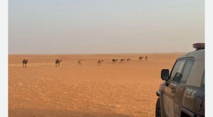 ضبط مواطن رعى 10 متون من الإبل في محمية الإمام عبدالعزيز