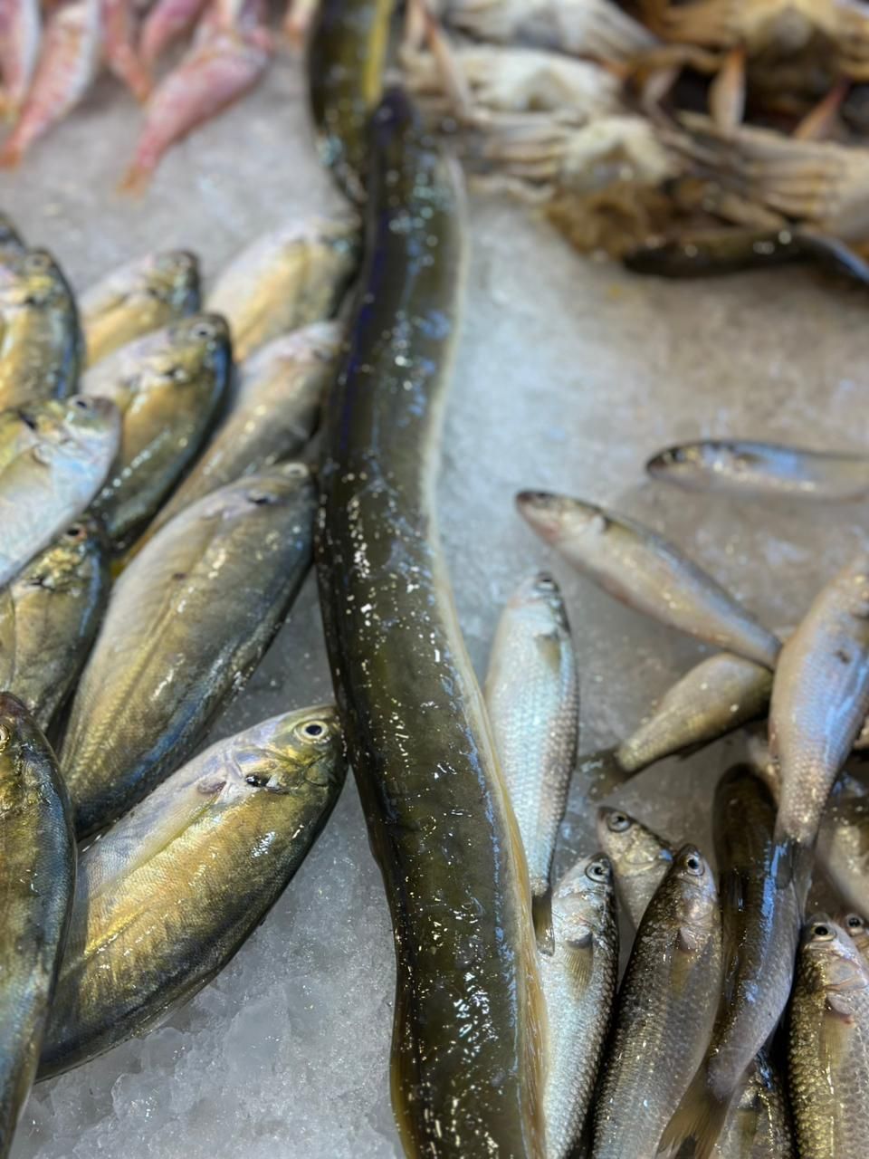 حنشان حنشان