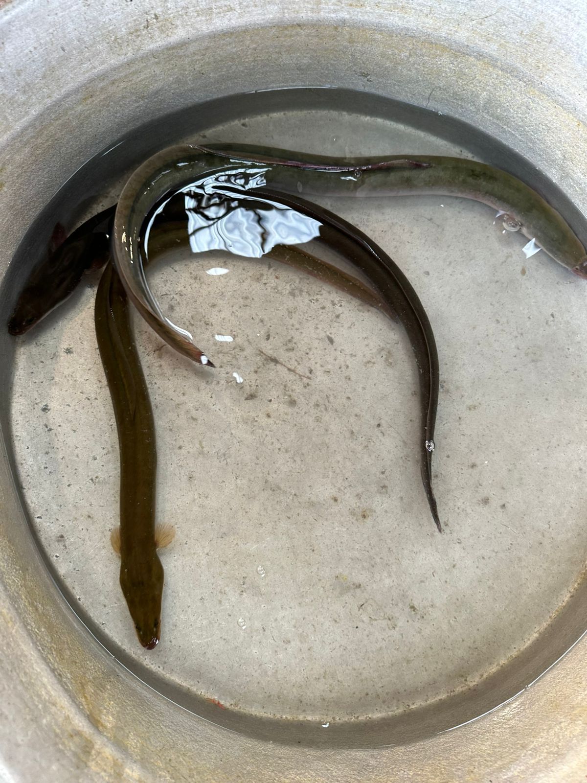 الحنشان في السوق الحنشان في السوق