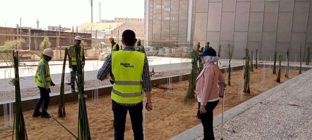 نبات البردي في المتحف المصري نبات البردي في المتحف المصري