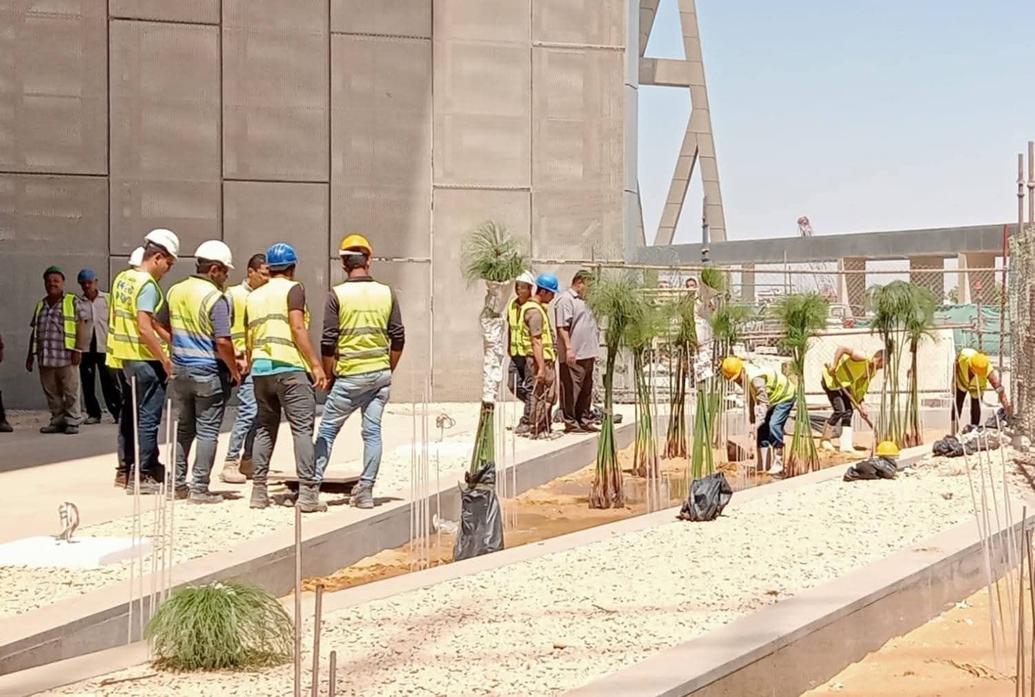 زراعة بنات البردي زراعة بنات البردي