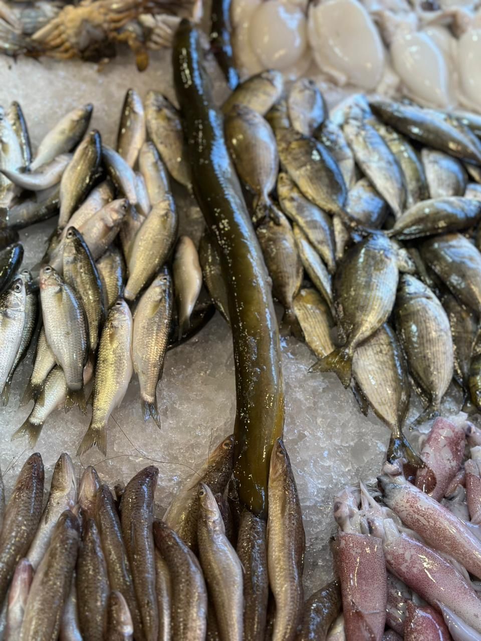 حنشان وسط للاسماك حنشان وسط للاسماك