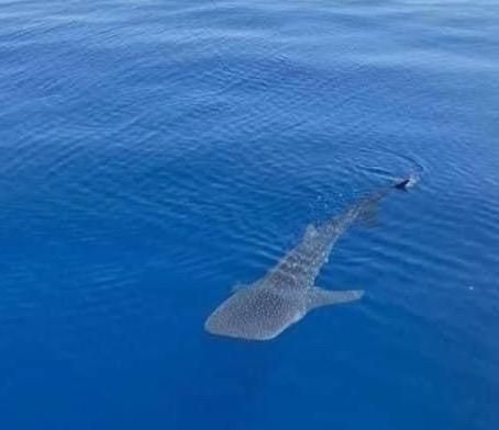 القرش الحوتى