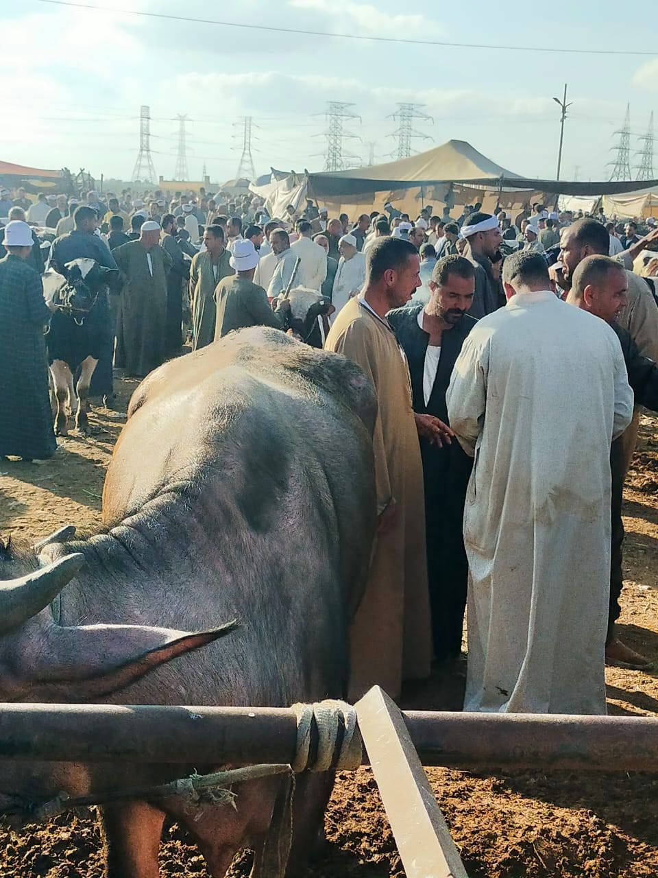 سوق الماشية ببيلا