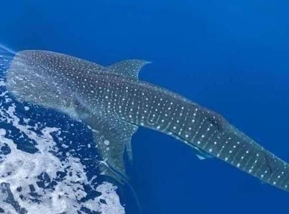 القرش الحوتى بهلول