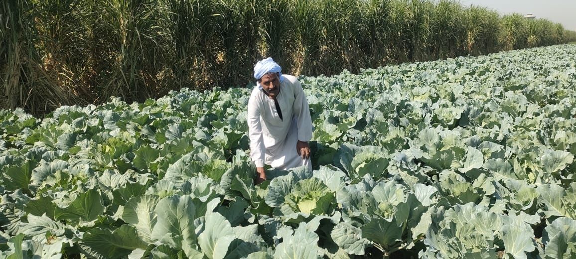 عبد الجواد مزارع كرنب من ٤٠ عام بقنا عبد الجواد مزارع كرنب من ٤٠ عام بقنا