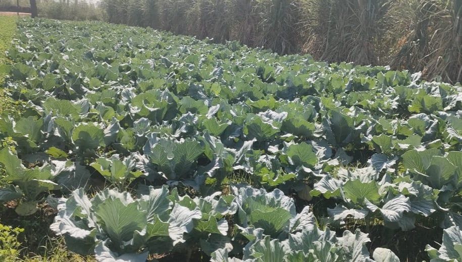 زراعة الكرنب بقنا زراعة الكرنب بقنا