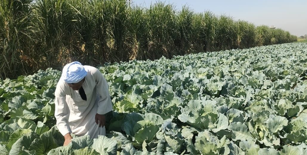 العم عبد الجواد وسط الزراعات العم عبد الجواد وسط الزراعات
