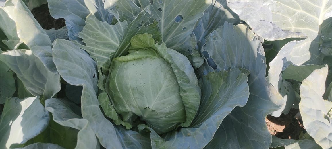 الكرنب البلدي بزراعات قنا الكرنب البلدي بزراعات قنا