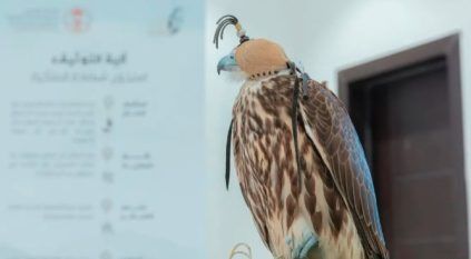 نادي الصقور: جولات ميدانية لتقديم خدمة تصحيح أوضاع الصقور في 8 مدن