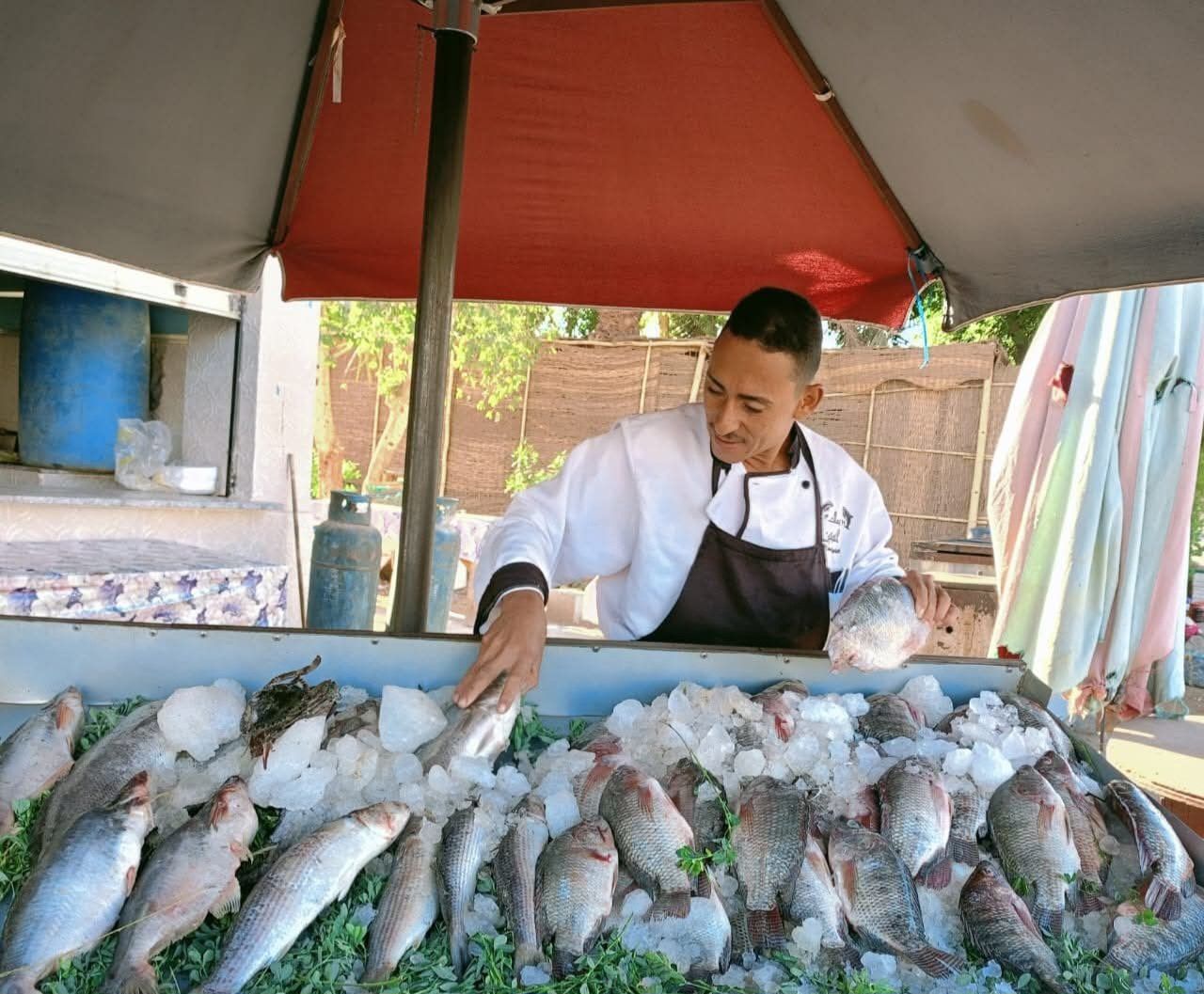 أسواق اليوم الواحد في الوادي الجديد (11) أسواق اليوم الواحد في الوادي الجديد (11)