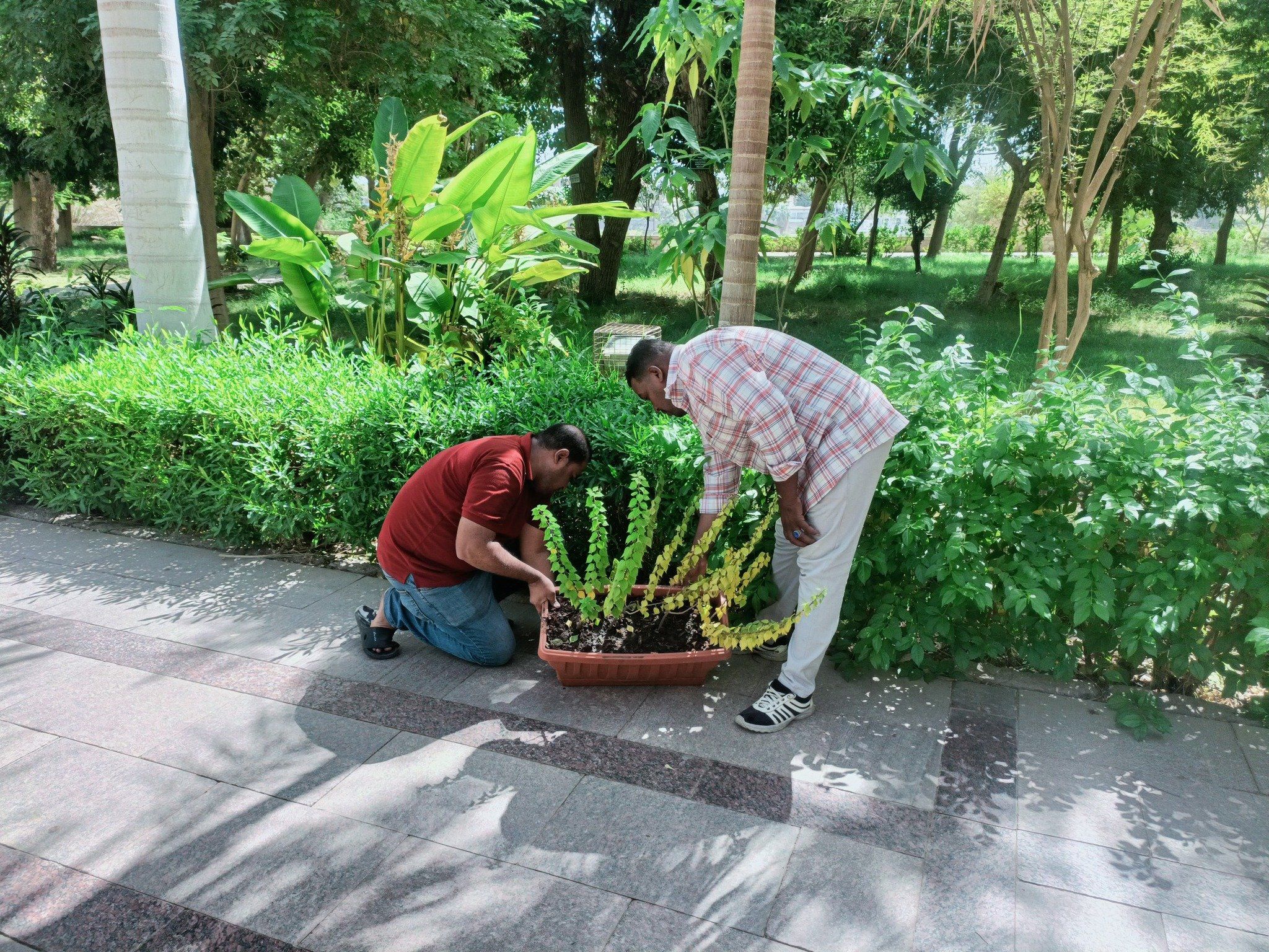 زهور الحديقة زهور الحديقة