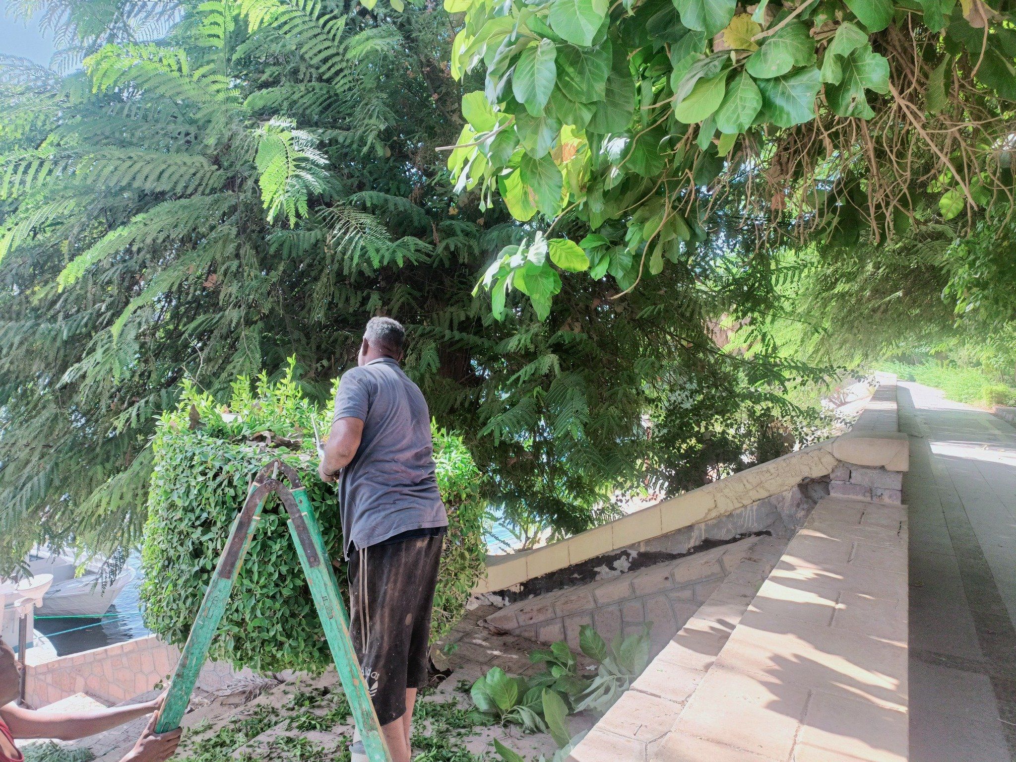 العناية بالشجر العناية بالشجر