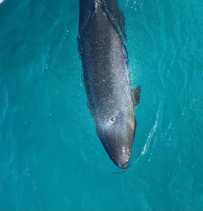 القاتل الكاذب شبيه الحوت القاتل الكاذب شبيه الحوت