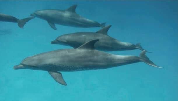 اسراب الدلافين فى البحر الاحمر اسراب الدلافين فى البحر الاحمر