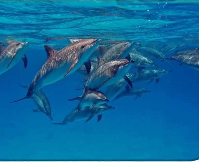 الدلافين،بمنطقة صمداى الدلافين،بمنطقة صمداى