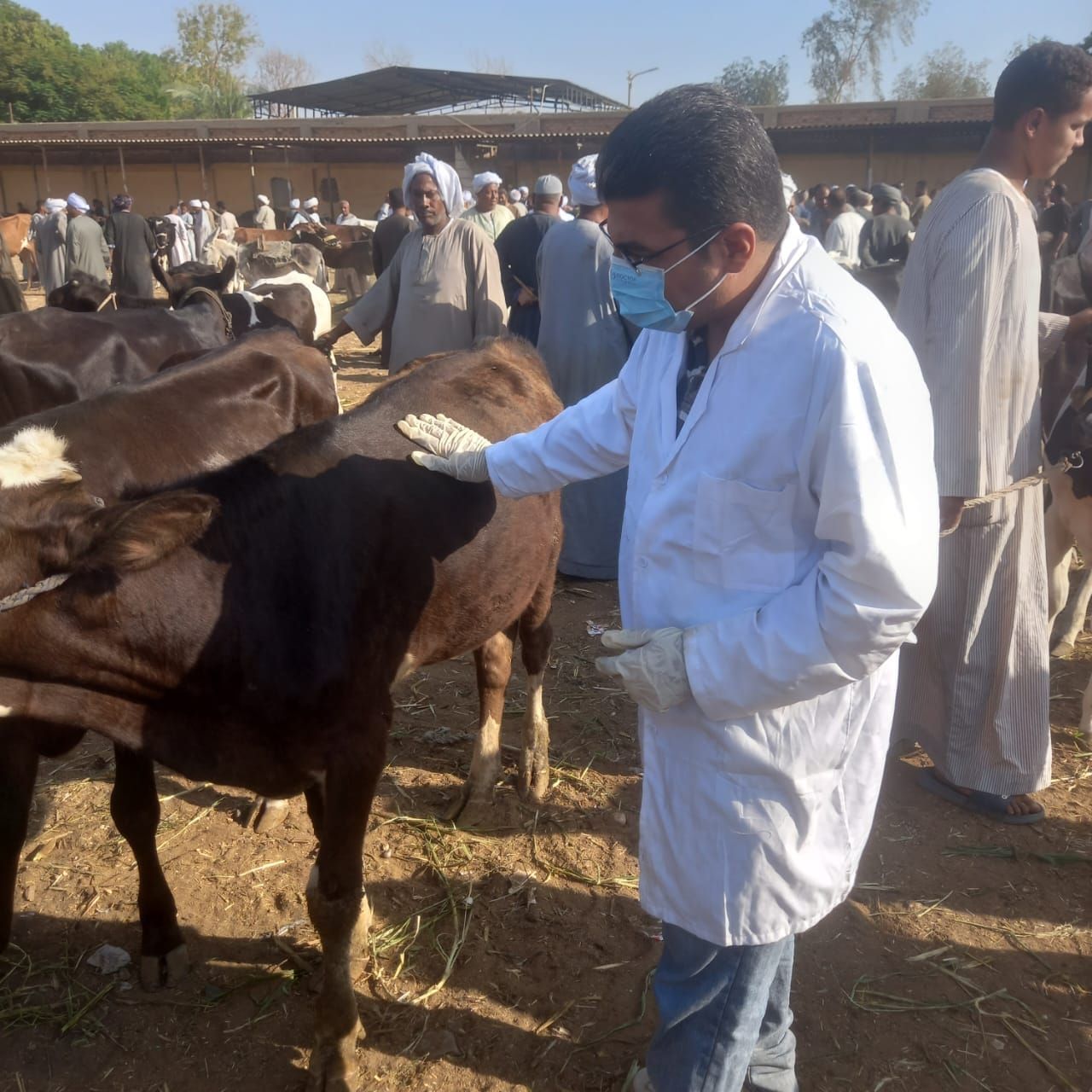 الحملات البيطرية فى أسواق الماشية بفحصها وتحصينها ضد الأمراض الوبائية الحملات البيطرية فى أسواق الماشية بفحصها وتحصينها ضد الأمراض الوبائية