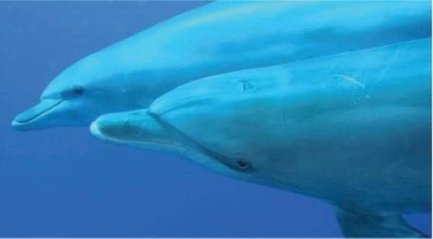 ذو الأنف الزجاجية ذو الأنف الزجاجية