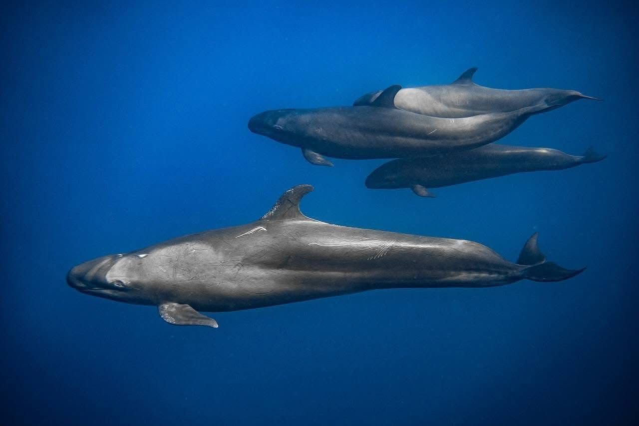 دلافين،ذات أنواع مختلفة دلافين،ذات أنواع مختلفة