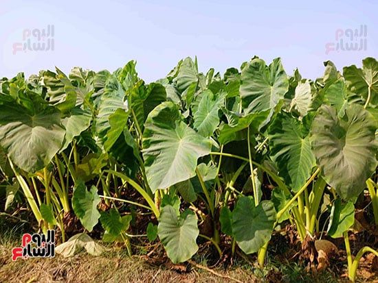 القلقاس-فى-الحقول القلقاس-فى-الحقول