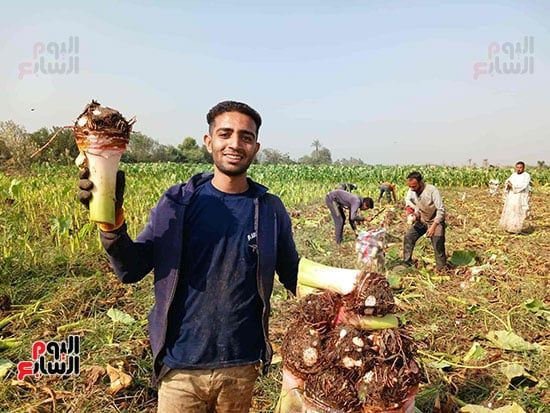 العمالة-اليومية العمالة-اليومية