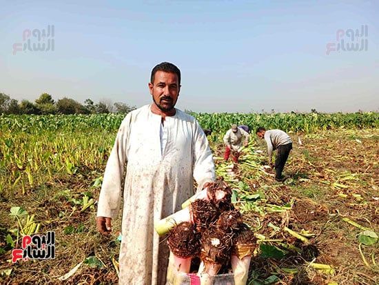 محمد-ابراهيم-تاجر-ومزارع-قلقاس محمد-ابراهيم-تاجر-ومزارع-قلقاس