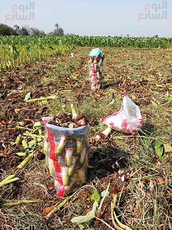 القلقاس القلقاس