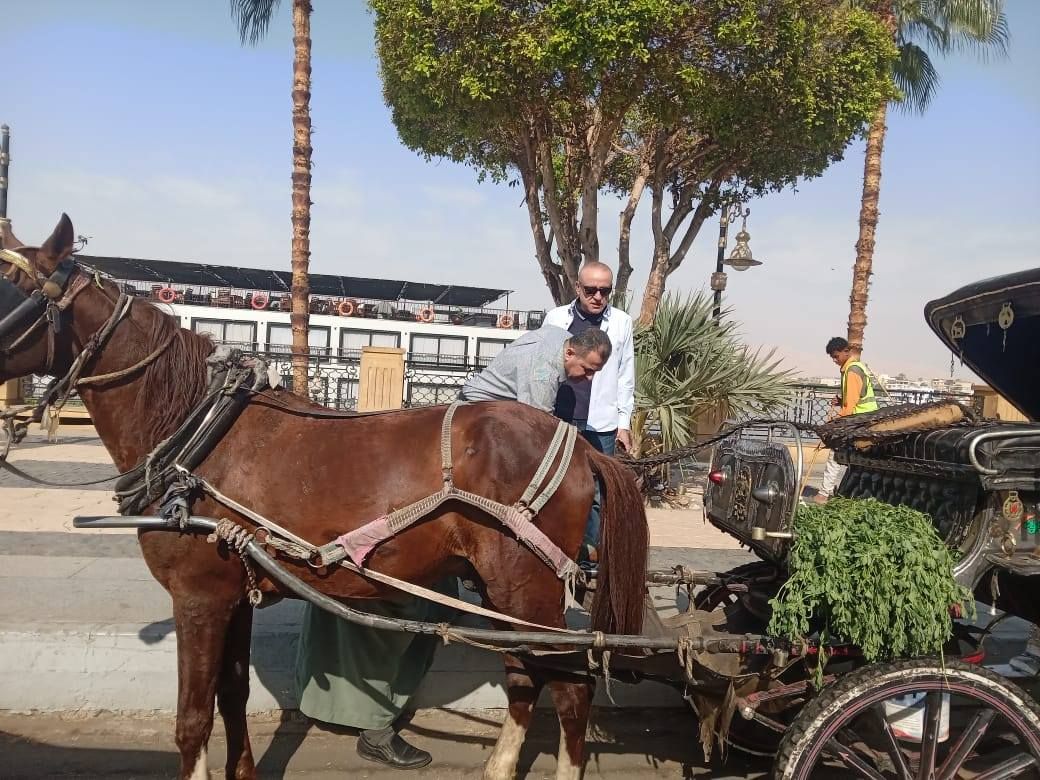 متابعة محافظ الأقصر لعمل عربات الحنطور بشوارع الأقصر متابعة محافظ الأقصر لعمل عربات الحنطور بشوارع الأقصر