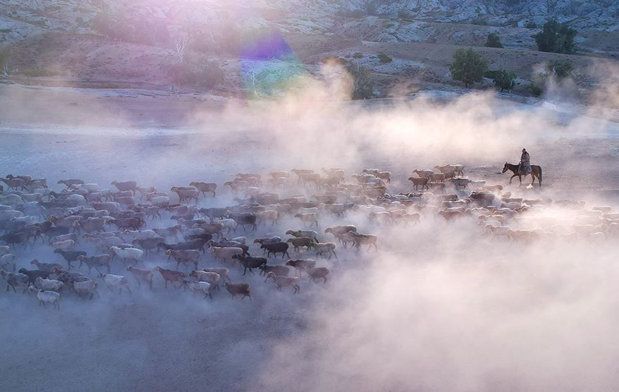 هجرة الحيوانات (1) هجرة الحيوانات (1)