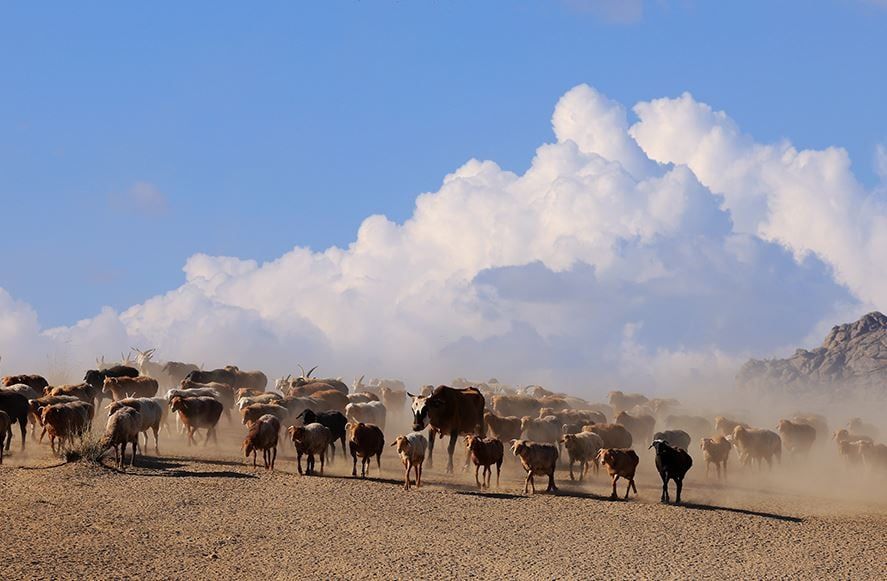 هجرة الحيوانات (3) هجرة الحيوانات (3)