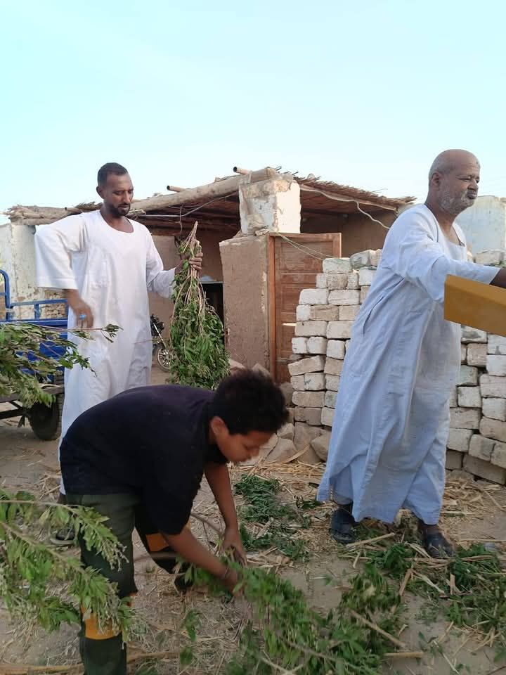 انتاج علف السيلاج باسوان انتاج علف السيلاج باسوان