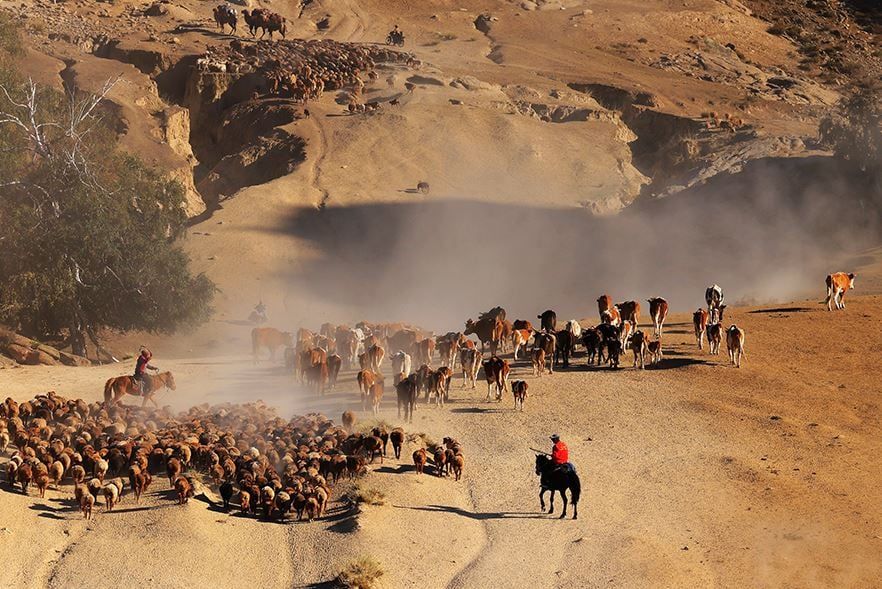 هجرة الحيوانات (4) هجرة الحيوانات (4)