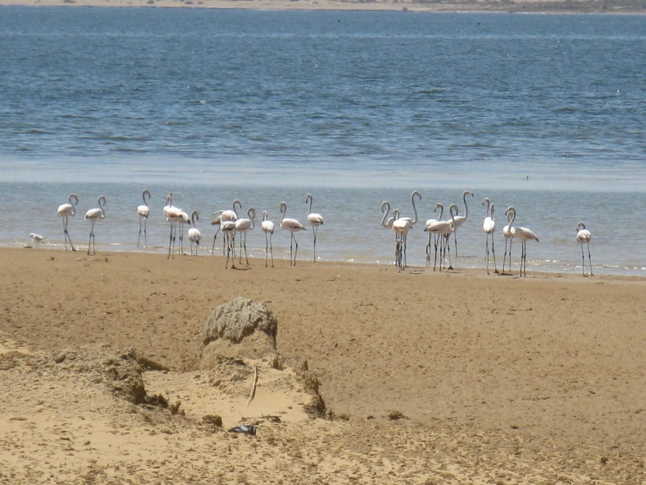 جزيرة القرن الذهبى (2) جزيرة القرن الذهبى (2)