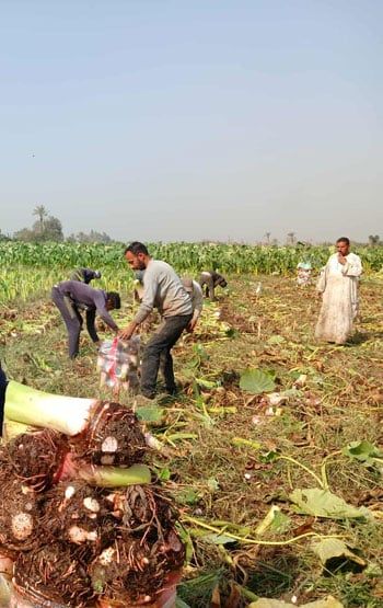 غيطان الشرقية غيطان الشرقية