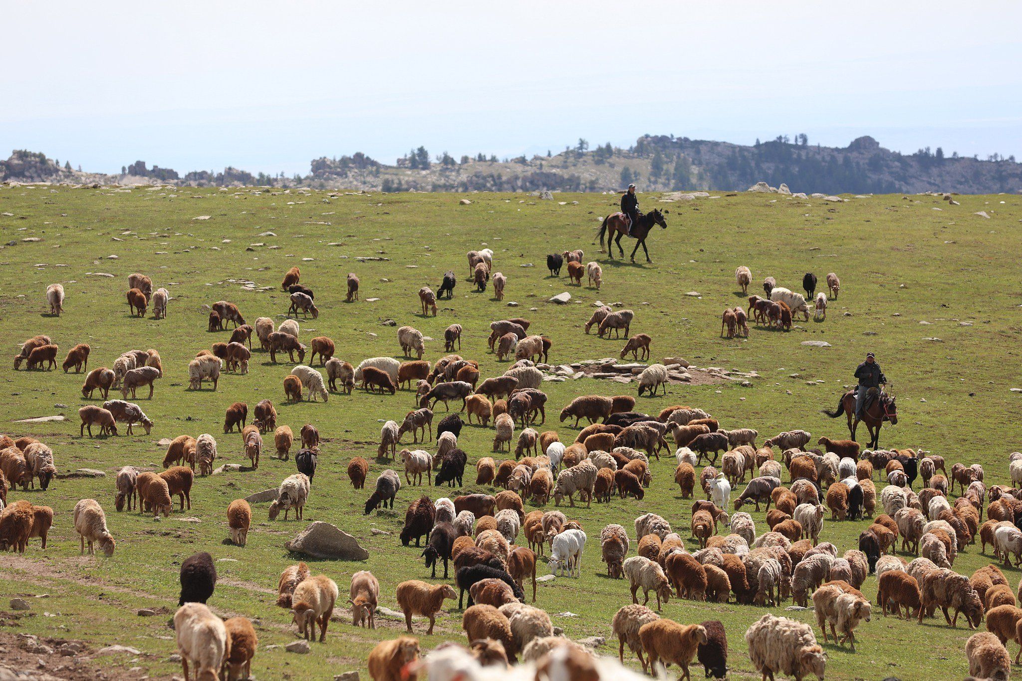 هجرة قطعان الماشية فى الصين (4) هجرة قطعان الماشية فى الصين (4)