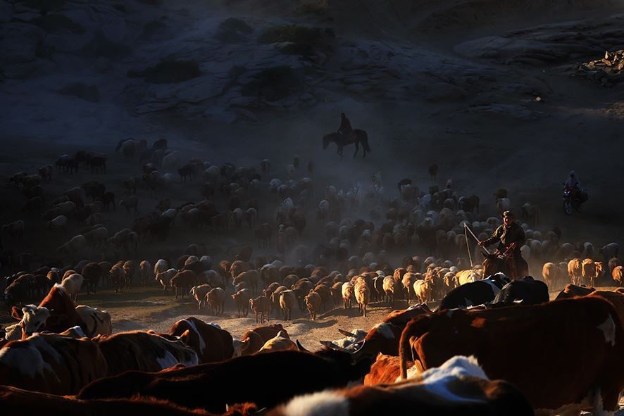 هجرة الحيوانات (2) هجرة الحيوانات (2)