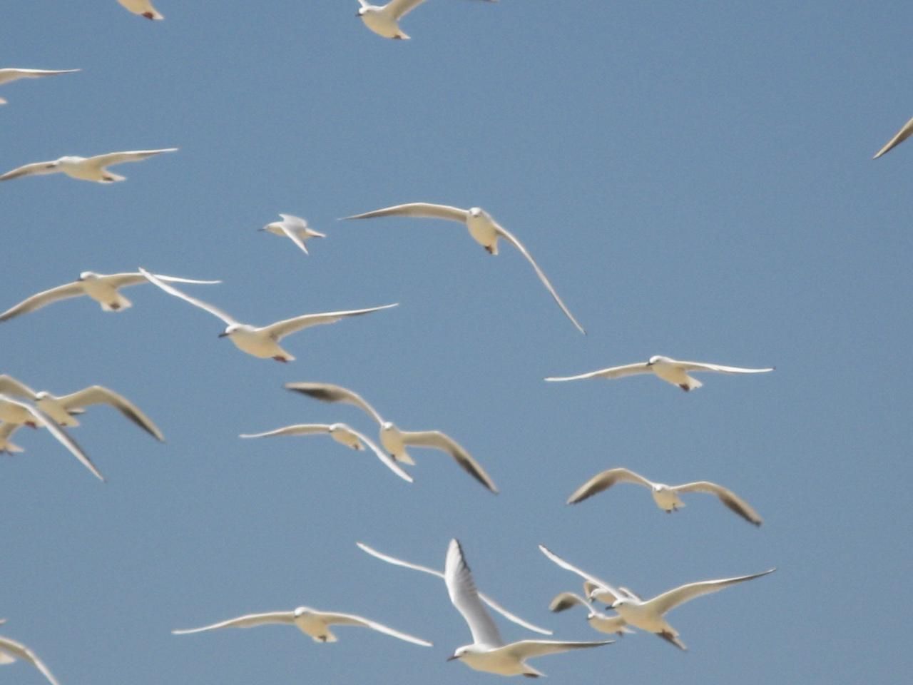 جزيرة القرن الذهبى (1) جزيرة القرن الذهبى (1)