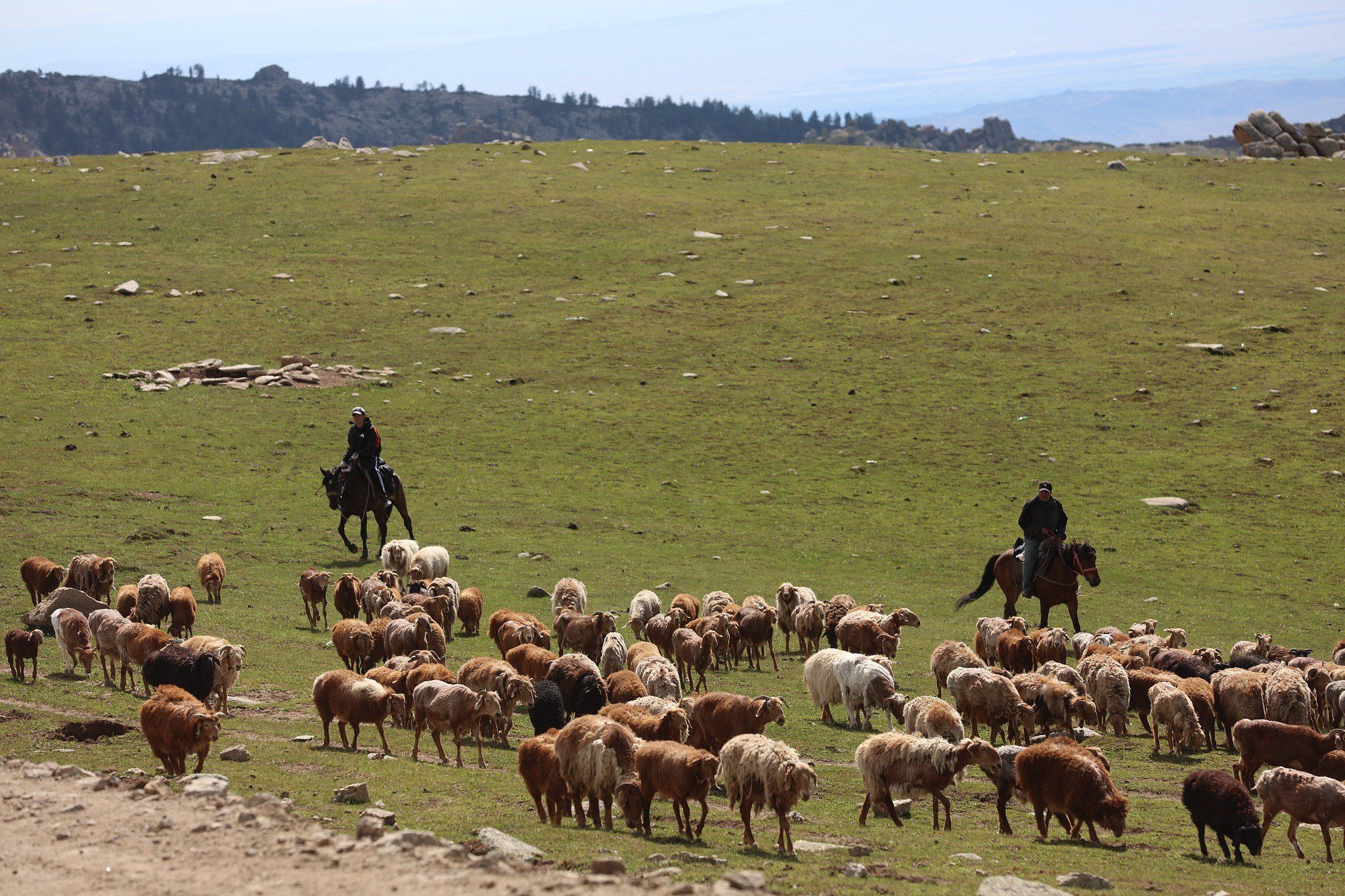 هجرة قطعان الماشية فى الصين (3) هجرة قطعان الماشية فى الصين (3)