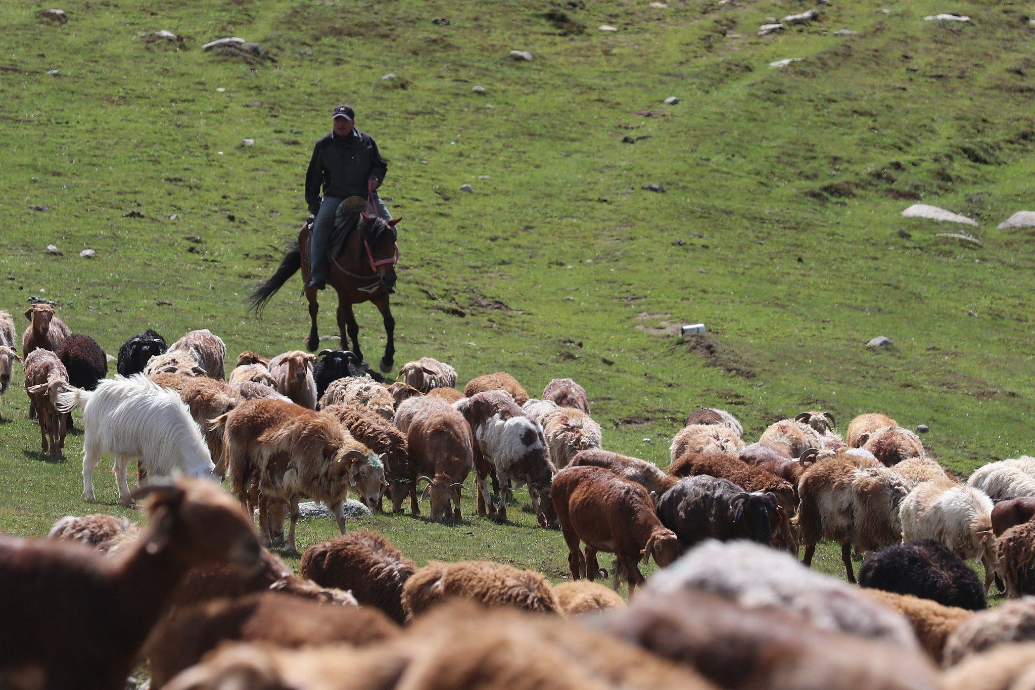 هجرة قطعان الماشية فى الصين (2) هجرة قطعان الماشية فى الصين (2)