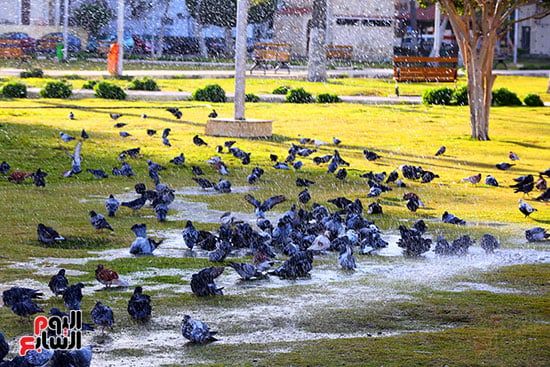 الحمام ميدان الشهداء بور سعيد الحمام ميدان الشهداء بور سعيد