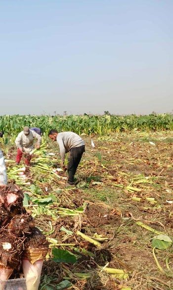 محصول القلقاس بالشرقية محصول القلقاس بالشرقية