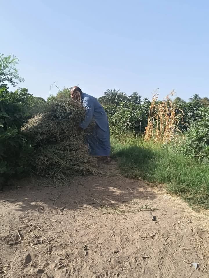 انتاج علف بديل للعلف الاخضر انتاج علف بديل للعلف الاخضر