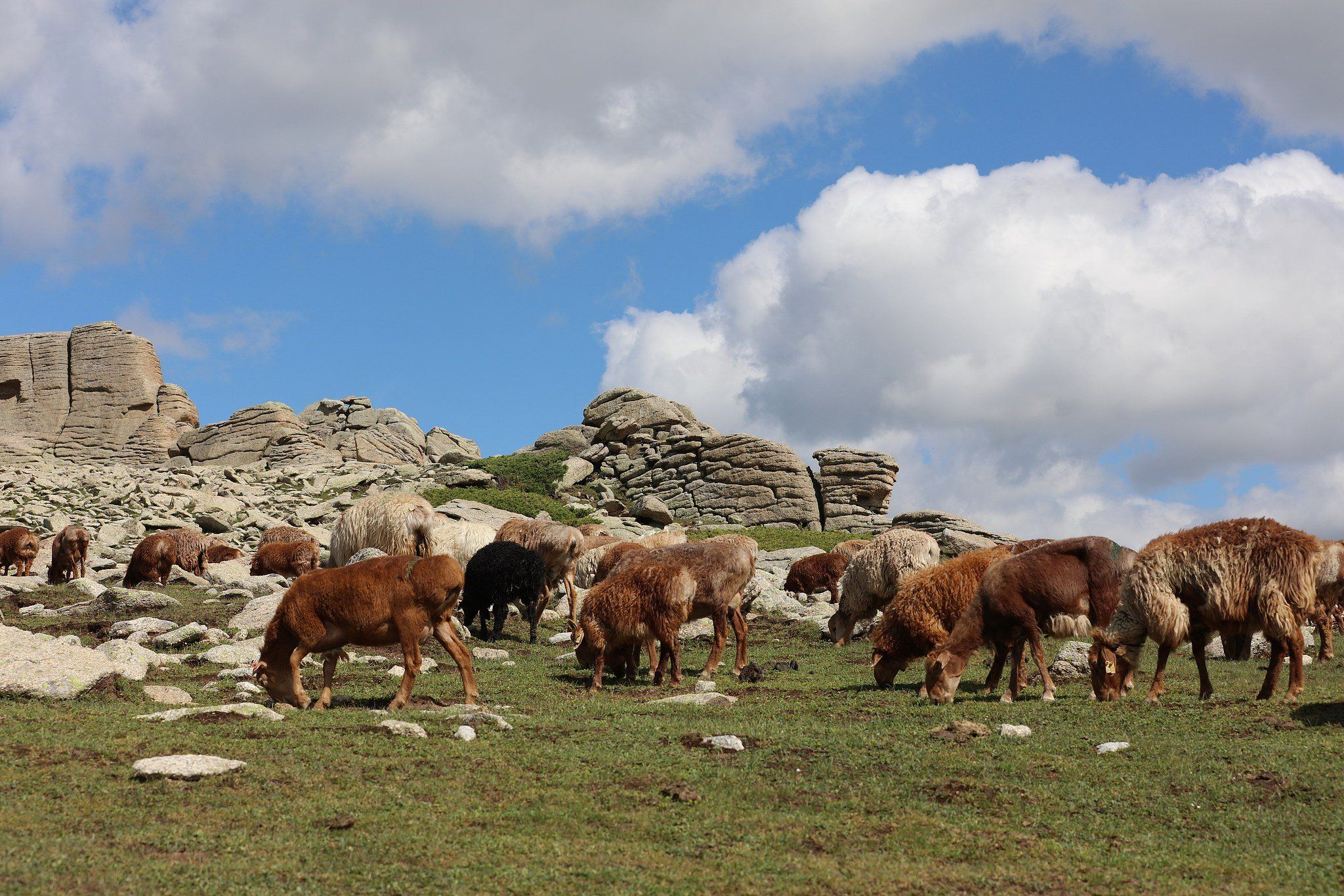 هجرة قطعان الماشية فى الصين (1) هجرة قطعان الماشية فى الصين (1)