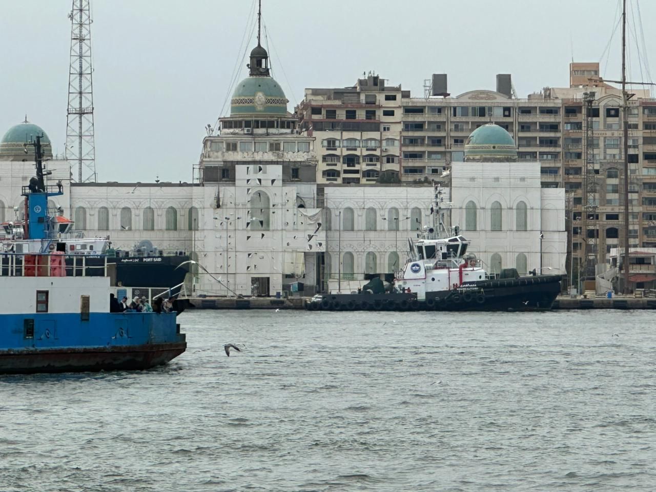 طيور النورس ببورفؤاد طيور النورس ببورفؤاد