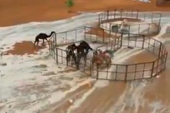 شاهد.. السيول تحاصر قطيعًا من الإبل بنجران