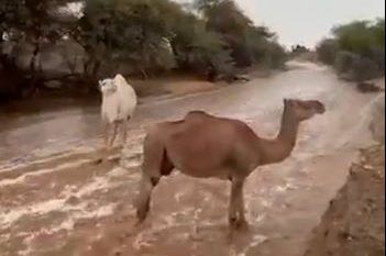 شاهد.. الإبل تستمتع بالسيول والأمطار جنوب الطائف