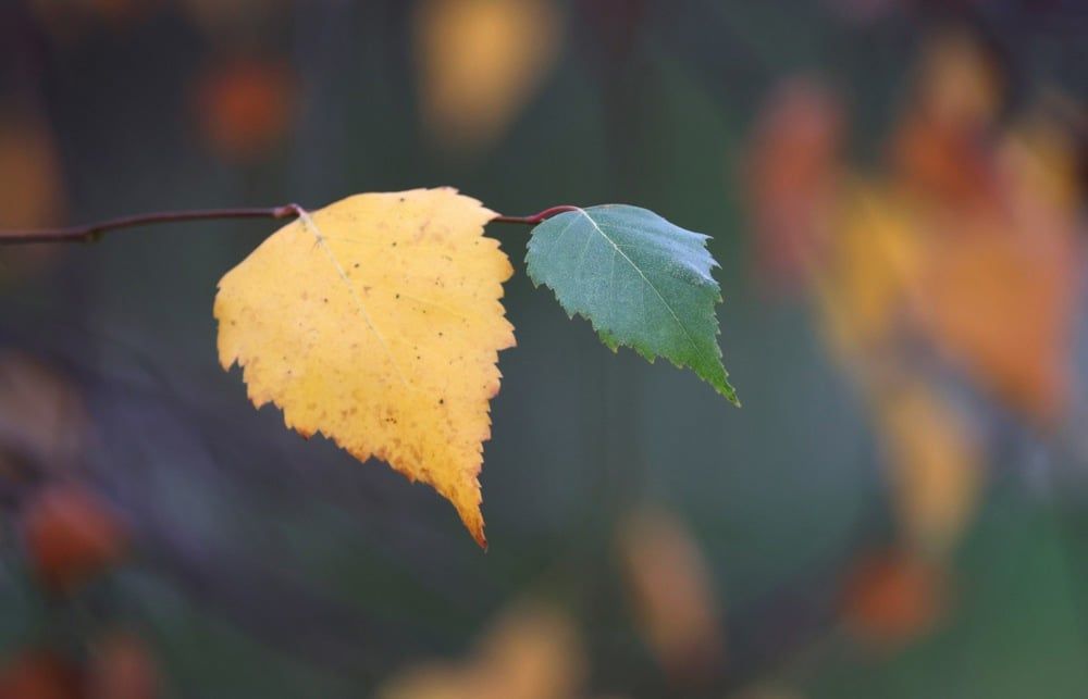 الخريف الذهبي يزين العاصمة الروسية موسكو (1)