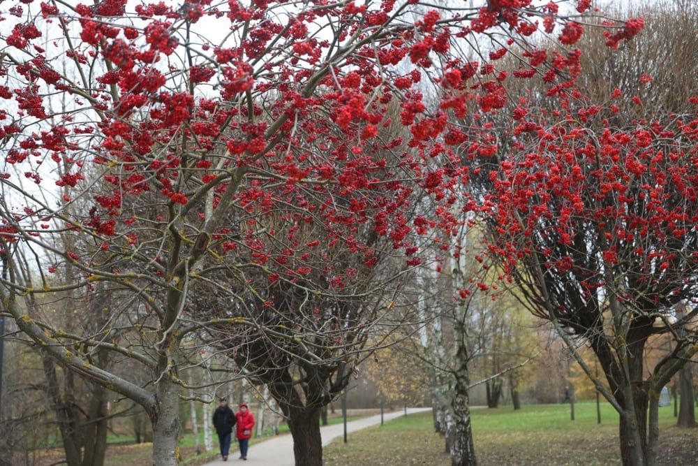 الخريف الذهبي يزين العاصمة الروسية موسكو (7)